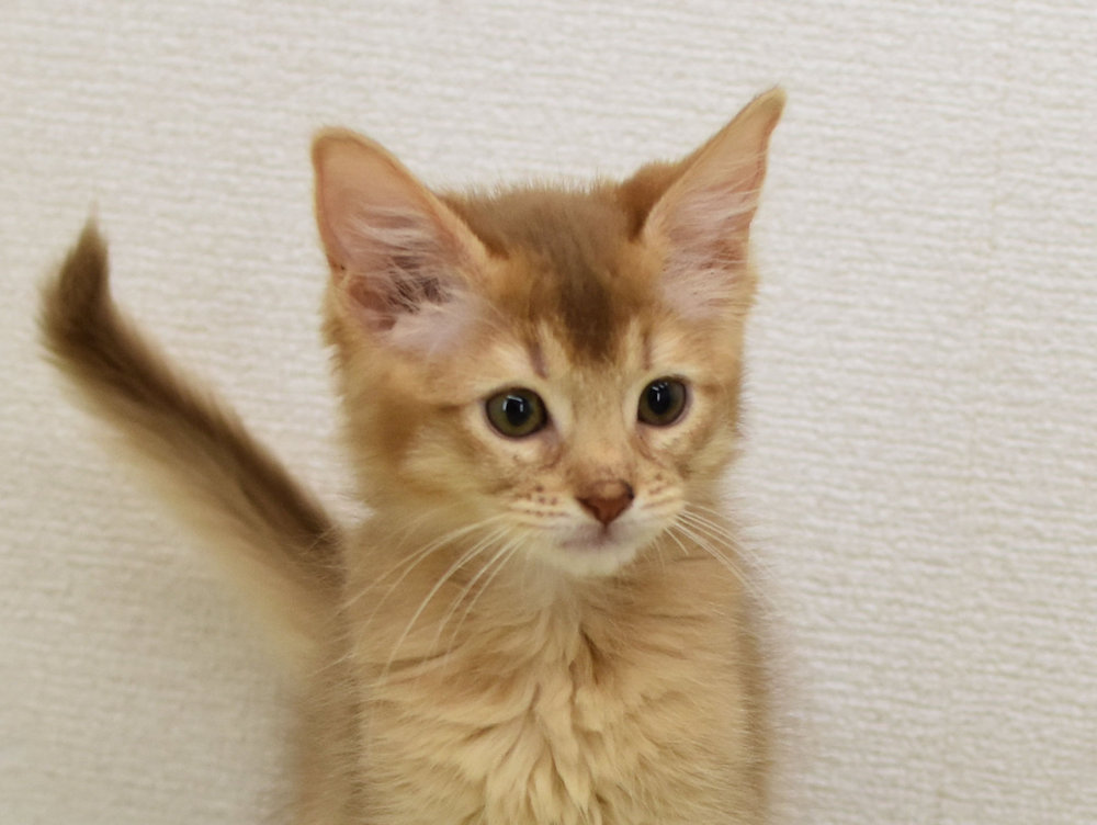 ソマリ　レッド　めす　（２５年８月２０日生れ）